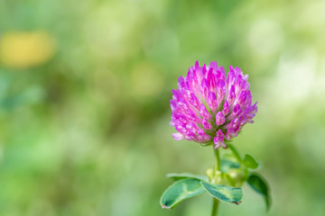 Blooming clover on a green meadow on a sunny day. Grass and flowers in a field in a summer. Nature blurred background. Copy space.