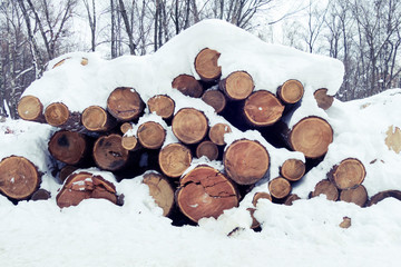 pile of logs in forest