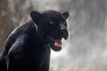  The panther is staring and threatening. © apple2499