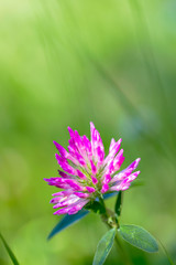 Pink clover on a green meadow on a sunny day. Grass and flower in the field in a summer. Nature blurred background. Copy space.