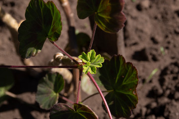 New green leaf geranium.