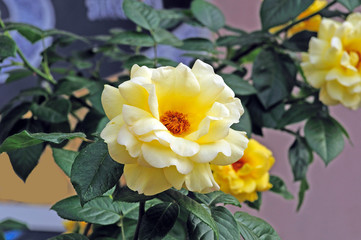 Yellow rose flowers on a background of green leaves. Natural rose bush.