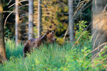 Wild Brown Bear (Ursus arctos) . Natural habitat. Slovakia