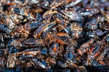 Deep fried Cicada is one of the normal traditional local Thai food in Thailand.