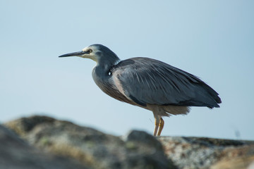 Fototapeta premium great blue heron