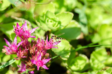 Striped fly sits on a violet flower of Sedum. Closeup.