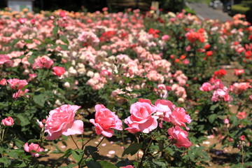 与野公園のバラ