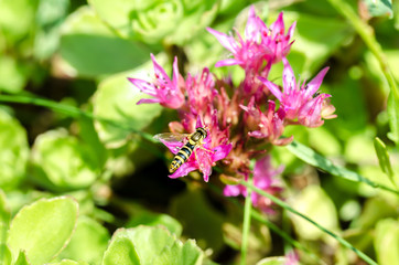 Striped fly sits on a violet flower of Sedum. Closeup.