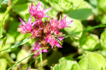 Striped fly sits on a violet flower of Sedum. Closeup.