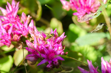 Striped fly sits on a violet flower. Closeup.