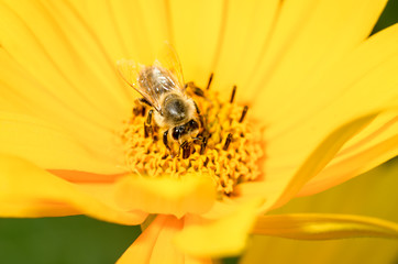 Honeybee pollinates a yellow flower. Closeup. Pollinations of concept.