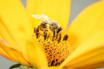 Honeybee pollinates a yellow flower. Closeup. Pollinations of concept.
