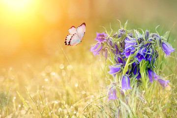 wild meadow blue flowers and butterfly on morning sunlight background. Spring field background