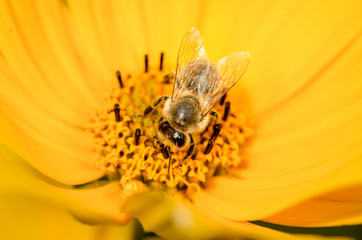 Bee. The bee pollinates Heliopsis flower. Pollinations of concept.
