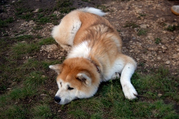 Akita Inu dog walking outdoors