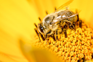 Bee. The bee pollinates a yellow flower of Heliopsis. Closeup. Pollinations of concept. Closeup