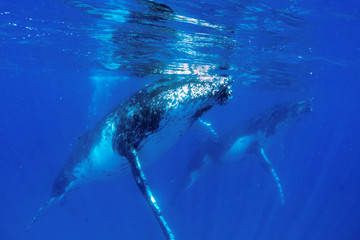 Beautiful humpback whales migrating in clear water 