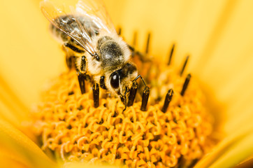 Bee. The bee pollinates a yellow flower of Heliopsis. Closeup. Pollinations of concept. Closeup