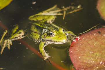 Frog. A frog in water near water lily leaves. Frog in the conditions of the nature
