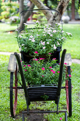 Old Rickshaw used for floral decoration