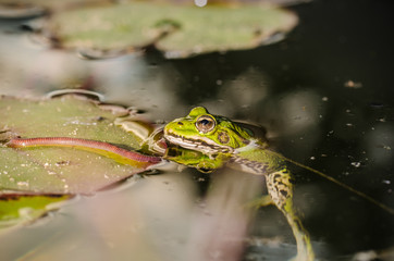 Frog hunts a worm. Subject of the wild nature. In the swamp on a leaf of a lily the frog hunts a worm