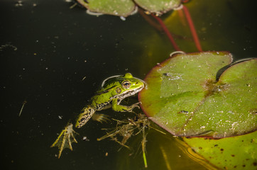 Frog. A frog in water near water lily leaves. Frog in the conditions of the nature