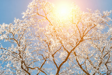 Sunset in the wood between the trees strains in winter period. Beautiful ice tree