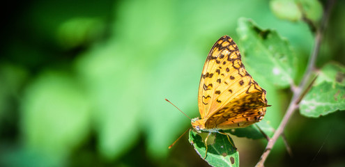 butterfly on a flower