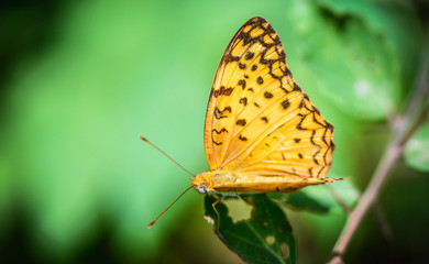 butterfly on leaf