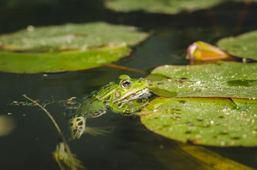 Frog. A frog in water near water lily leaves.