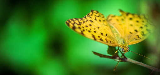 butterfly on flower