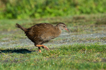 Weka