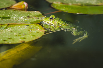 Frog. A frog in water near water lily leaves. Frog in the conditions of the nature