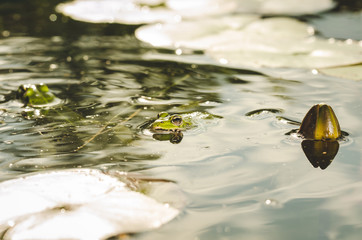 Frog. The frog looks out of water in a pond. Beautiful nature
