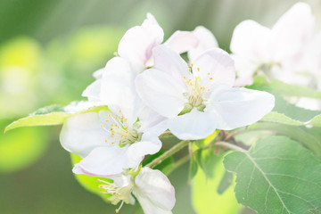 Blooming apple tree branches in spring orchard