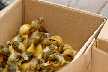 Yellow and gray little broiler baby ducklings with down on the body sit in a cardboard box close-up top view. newborn duck chicks