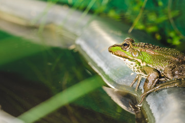 Frog. On the edge of a pond the frog sits.