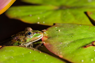Frog. The frog looks out of water in a pond. Beautiful nature