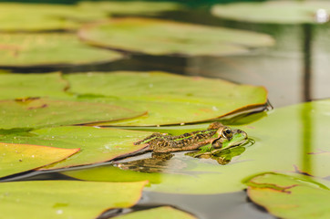 Frog. The frog looks out of water in a pond. Beautiful nature