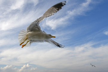 Move im Flug