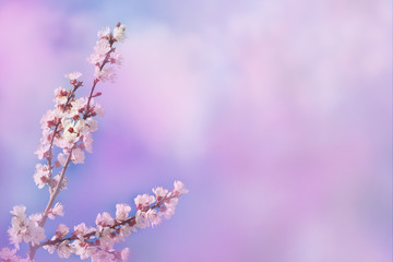 Beautiful cherry blossom springtime. Blossoming pink petals fruit tree branch, tender blurred bokeh background.