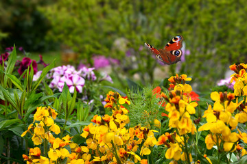 Schmetterling 578