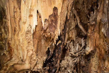 Old tree from the inside, oak stump