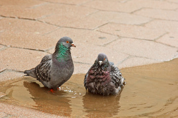 pair of gray doves swimming in a puddle on the street. Birds bathe in water on paving slabs in the...