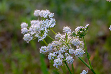 Wildblumen auf einer Wiese