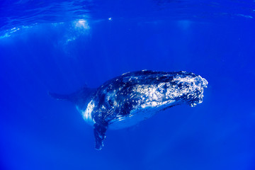 Naklejka premium Beautiful humpback whales migrating in clear water 