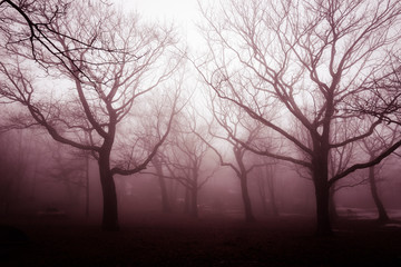 Fototapeta na wymiar spooky trees
