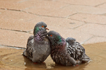 pair of gray doves swimming in a puddle on the street. Birds bathe in water on paving slabs in the...