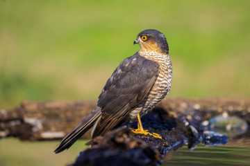 Sparviere (Accipiter nisus) posato su un ramo