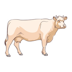 Сattle. Beige cow on white background. Stock Vector